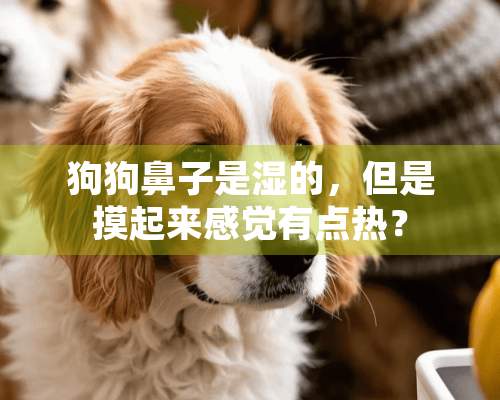 狗狗鼻子是湿的，但是摸起来感觉有点热？