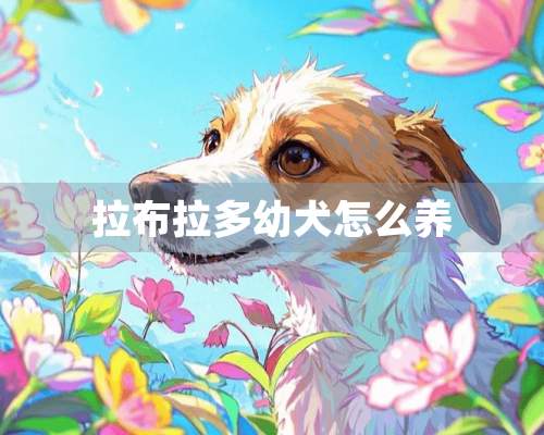 拉布拉多幼犬怎么养