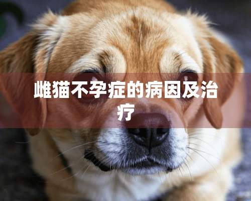 雌猫不孕症的病因及治疗