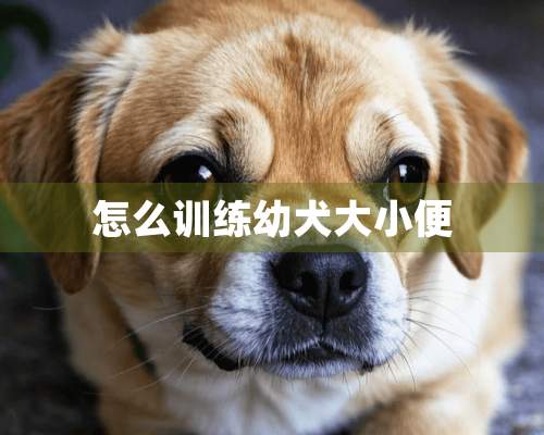 怎么训练幼犬大小便