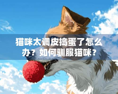 猫咪太调皮捣蛋了怎么办？如何驯服猫咪？