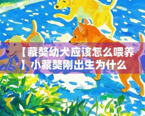 【藏獒幼犬应该怎么喂养】小藏獒刚出生为什么