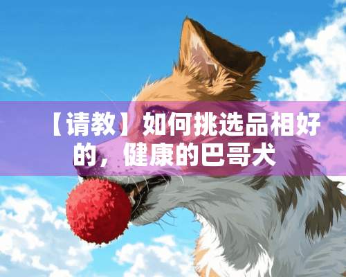 【请教】如何挑选品相好的，健康的巴哥犬