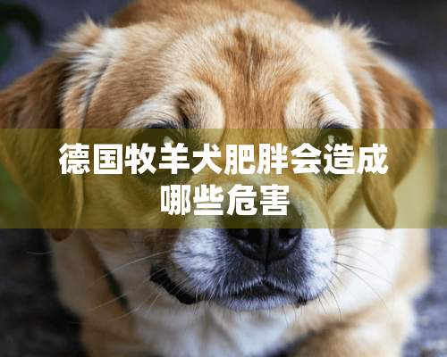 德国牧羊犬肥胖会造成哪些危害