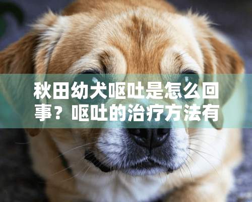 秋田幼犬呕吐是怎么回事？呕吐的治疗方法有哪