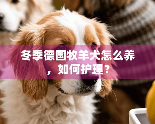 冬季德国牧羊犬怎么养，如何护理？