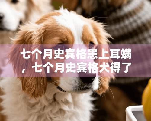 七个月史宾格患上耳螨，七个月史宾格犬得了耳螨