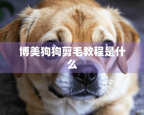 博美狗狗剪毛教程是什么