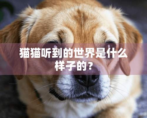 猫猫听到的世界是什么样子的？