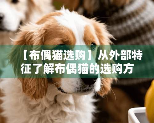 【布偶猫选购】从外部特征了解布偶猫的选购方