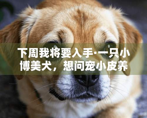 下周我将要入手·一只小博美犬，想问宠小皮养一只博美犬需要注意什么啊？