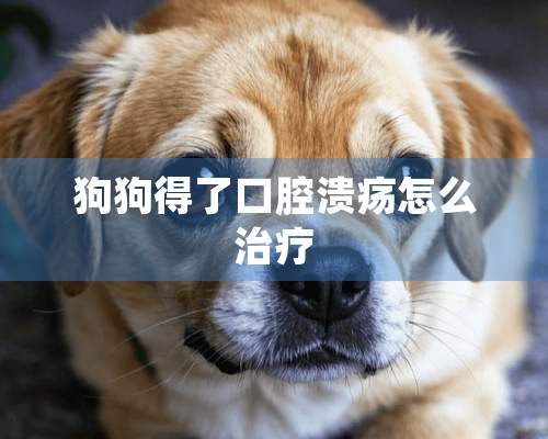 狗狗得了口腔溃疡怎么治疗