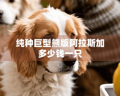 纯种巨型熊版阿拉斯加多少钱一只