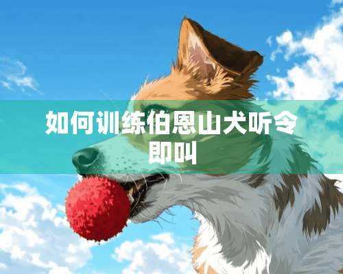 如何训练伯恩山犬听令即叫