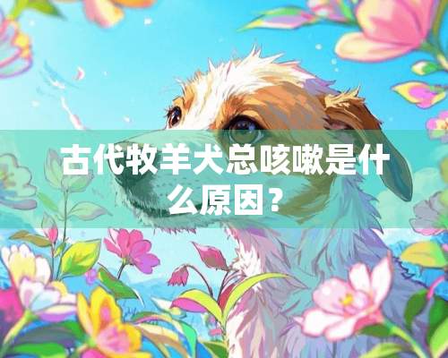 古代牧羊犬总咳嗽是什么原因？