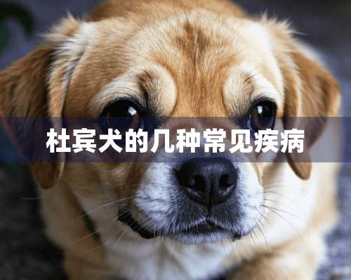 杜宾犬的几种常见疾病