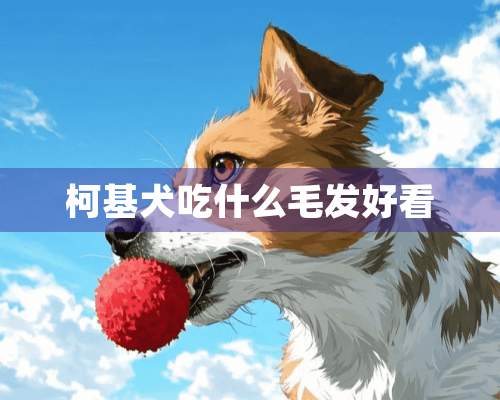 柯基犬吃什么毛发好看