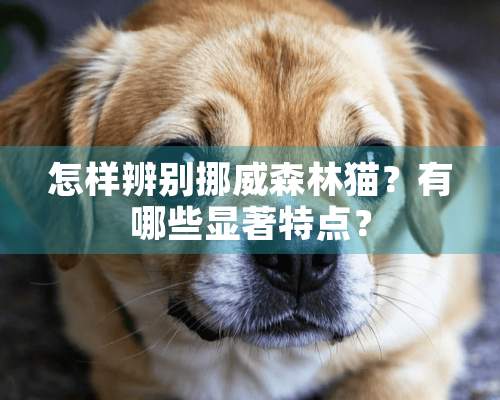 怎样辨别挪威森林猫？有哪些显著特点？