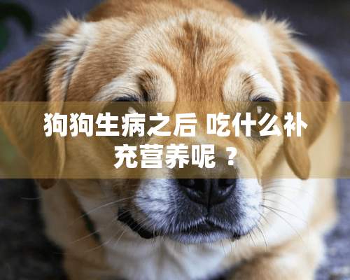 狗狗生病之后 吃什么补充营养呢 ？