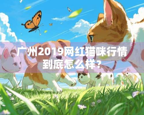 广州2019网红猫咪行情到底怎么样？