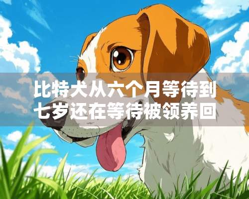 比特犬从六个月等待到七岁还在等待被领养回家