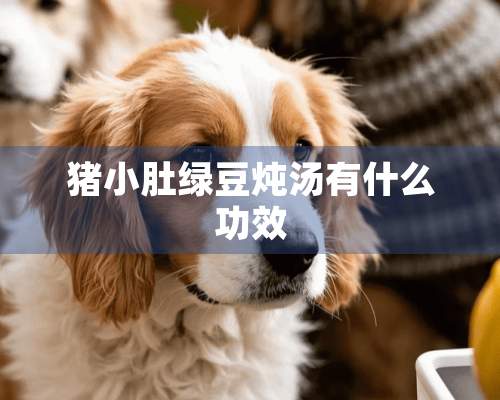 猪小肚绿豆炖汤有什么功效