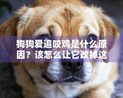 狗狗爱追咬鸡是什么原因？该怎么让它改掉这恶习？？