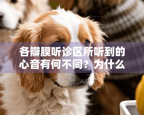 各瓣膜听诊区所听到的心音有何不同？为什么？