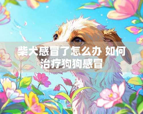 柴犬感冒了怎么办 如何治疗狗狗感冒