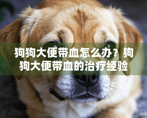 狗狗大便带血怎么办？狗狗大便带血的治疗经验