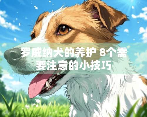 罗威纳犬的养护 8个需要注意的小技巧