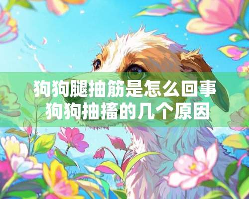 狗狗腿抽筋是怎么回事 狗狗抽搐的几个原因