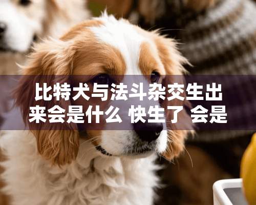 比特犬与法斗杂交生出来会是什么 快生了 会是大头的吗