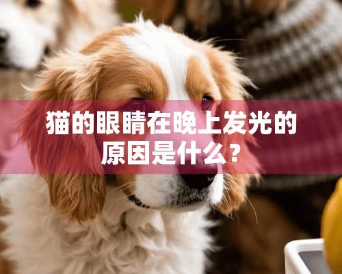 猫的眼睛在晚上发光的原因是什么？