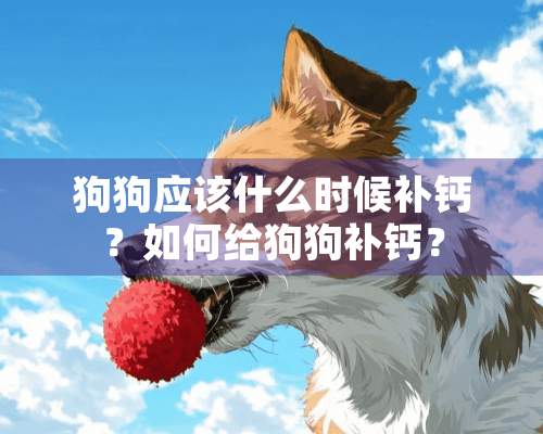 狗狗应该什么时候补钙？如何给狗狗补钙？