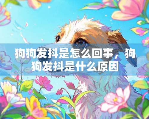 狗狗发抖是怎么回事，狗狗发抖是什么原因