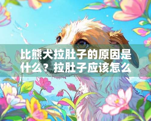 比熊犬拉肚子的原因是什么？拉肚子应该怎么办