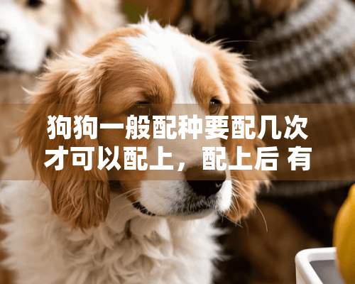 狗狗一般配种要配几次才可以配上，配上后 有什么特征吗？