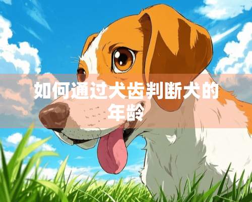 如何通过犬齿判断犬的年龄