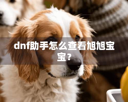 dnf助手怎么查看旭旭宝宝？