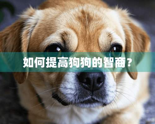 如何提高狗狗的智商？