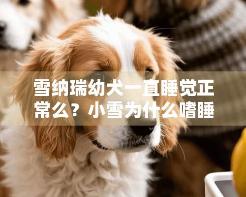 雪纳瑞幼犬一直睡觉正常么？小雪为什么嗜睡？