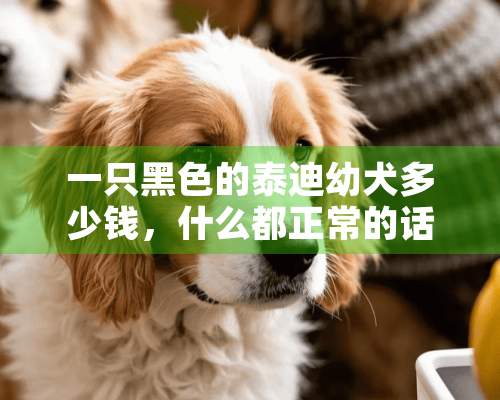 一只黑色的泰迪幼犬多少钱，什么都正常的话