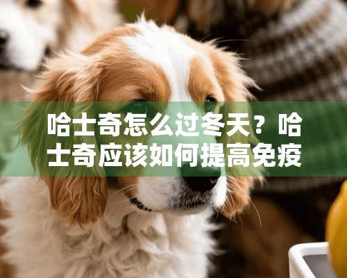 哈士奇怎么过冬天？哈士奇应该如何提高免疫力