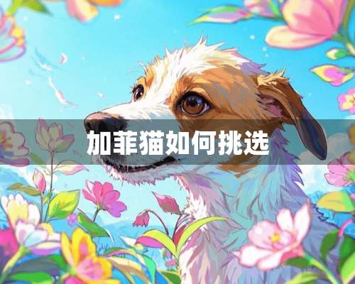 加菲猫如何挑选