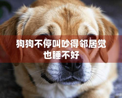 狗狗不停叫吵得邻居觉也睡不好