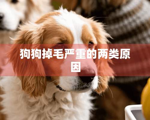 狗狗掉毛严重的两类原因