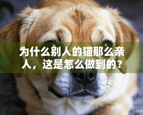 为什么别人的猫那么亲人，这是怎么做到的？