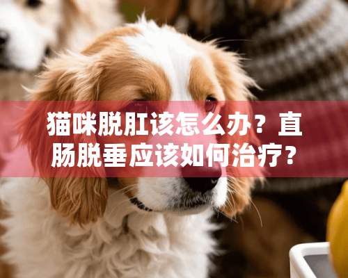 猫咪脱*该怎么办？直肠脱垂应该如何治疗？