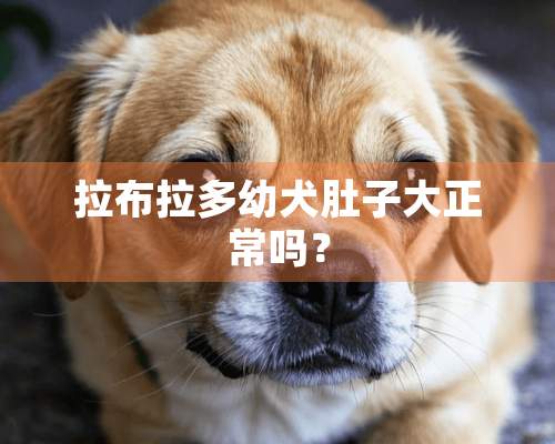 拉布拉多幼犬肚子大正常吗？